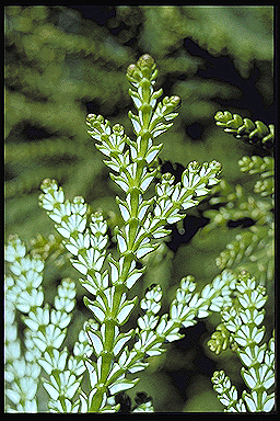 Thujopsis dolabrata - leaves, lower side