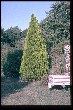 Thuja orientalis