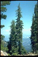 Tsuga mertensiana - © Alfred Brousseau