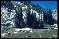 Tsuga mertensiana - © Alfred Brousseau