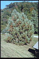 Pinus coulteri - © Arboretum de Villardebelle