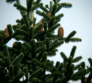 Abies nordmanniana