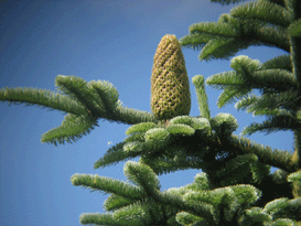 Abies procera