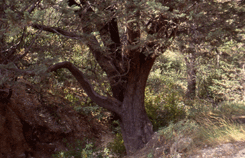 Cupressus arizonica