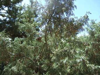 Cupressus atlantica