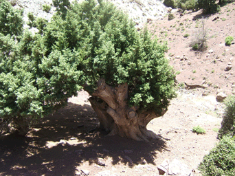 Cupressus atlantica
