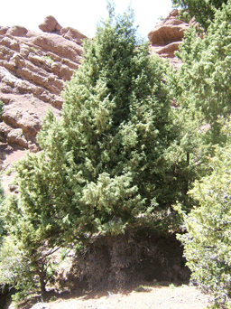 Cupressus atlantica