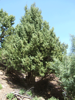 Cupressus atlantica