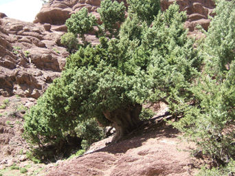 Cupressus atlantica