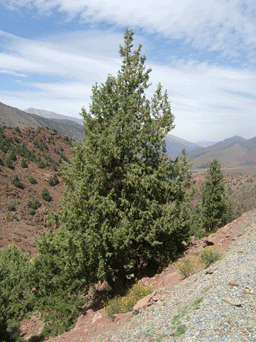 Cupressus atlantica