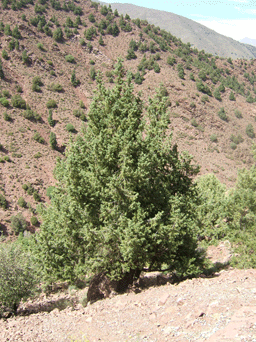 Cupressus atlantica