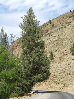 Cupressus atlantica