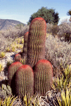 Ferocactus