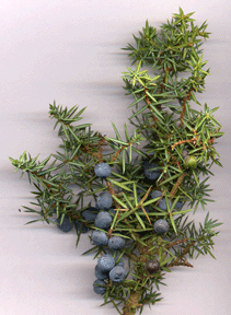 Juniperus communis