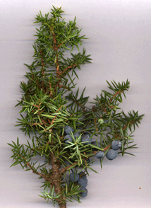 Juniperus communis
