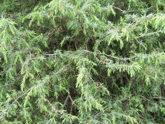 Juniperus oxycedrus