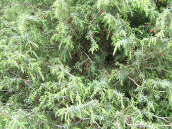 Juniperus oxycedrus