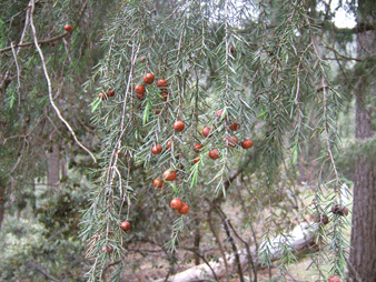 Juniperus oxycedrus