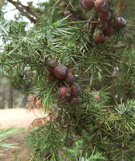 Juniperus oxycedrus