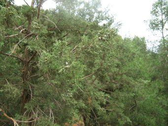 Juniperus phoenicea