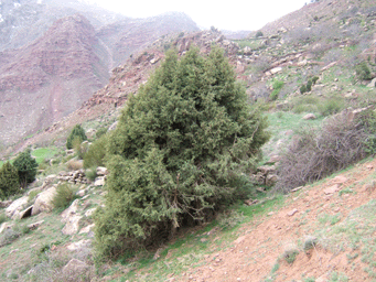 Juniperus thurifera