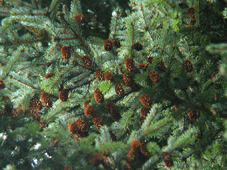 Picea jezoensis hondoensis