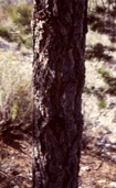Pinus cembroides