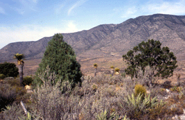 Pinus pinceana and cembroides