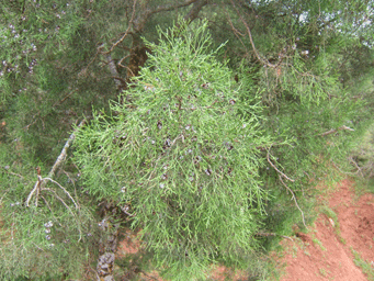 Tetraclinis articulata