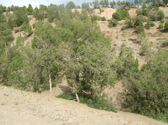 Tetraclinis articulata