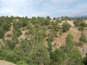 Tetraclinis articulata