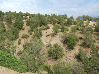 Tetraclinis articulata