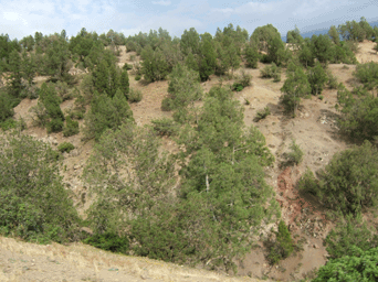 Tetraclinis articulata