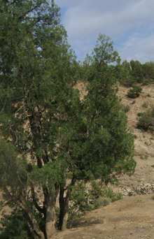 Tetraclinis articulata