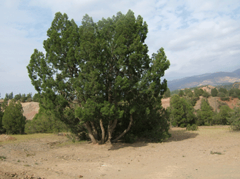 Tetraclinis articulata