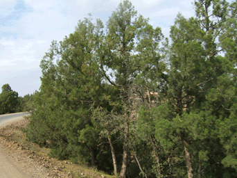 Tetraclinis articulata