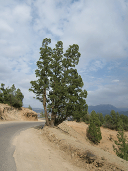 Tetraclinis articulata