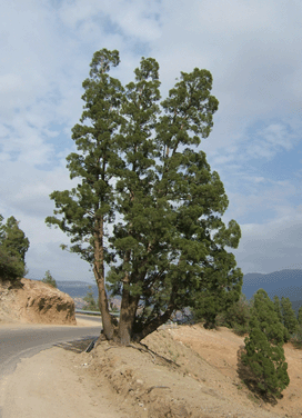 Tetraclinis articulata