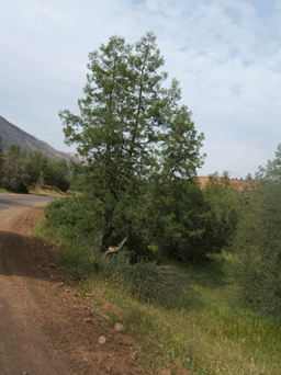 Tetraclinis articulata