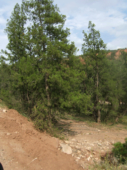 Tetraclinis articulata