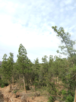 Tetraclinis articulata