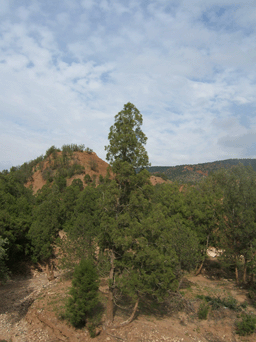 Tetraclinis articulata