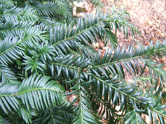 Taxus baccata
