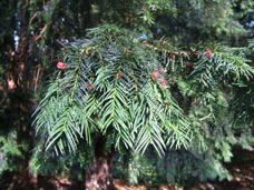 Taxus baccata