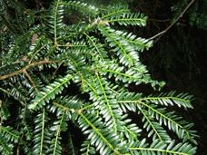 Taxus baccata