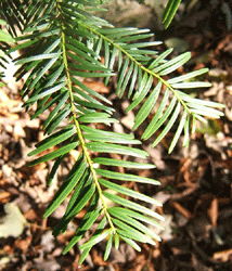 Taxus baccata