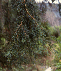 Taxus globosa