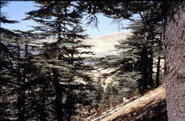 Cedrus libani