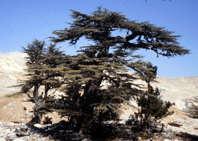 Cedrus libani