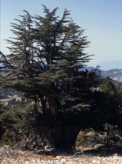 Cedrus libani